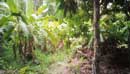 Typical jungle foliage