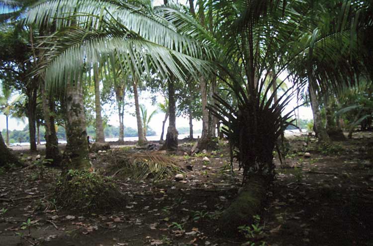 Palms Behind the Main Beach