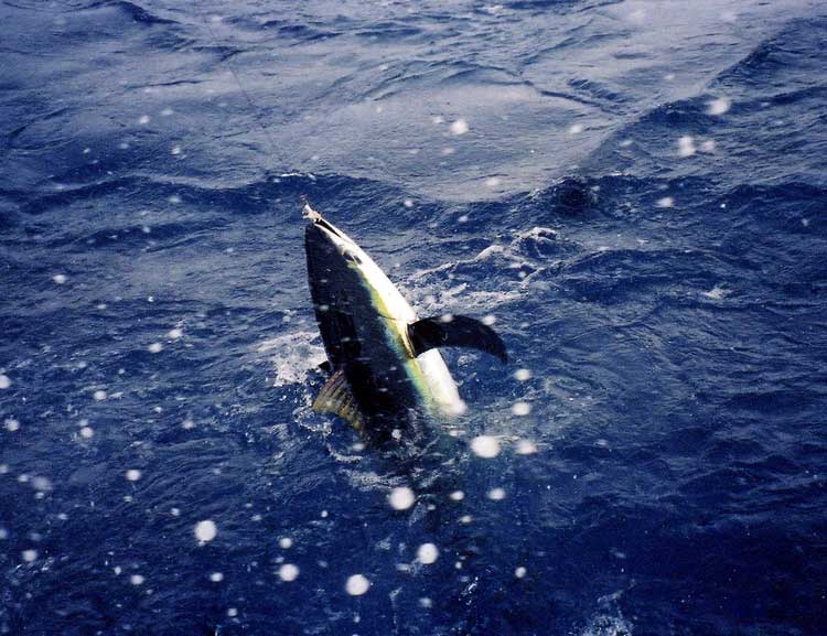Tuna on line near boat